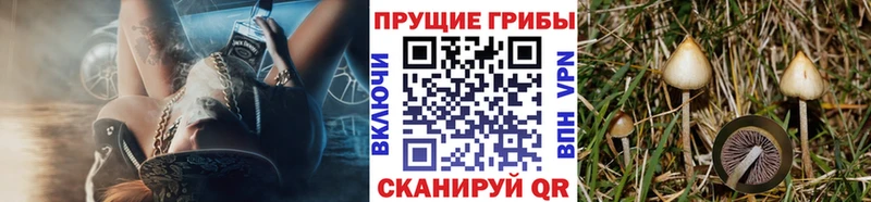 Галлюциногенные грибы Psilocybe  Михайлов 